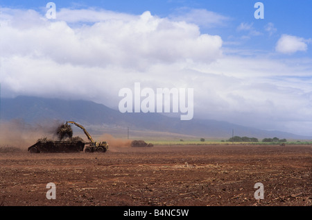 Sugar cane farming, Maui, Hawaii, Stock Photo