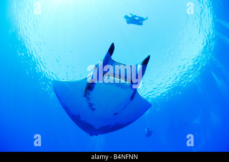 Mobula tarapacana devil ray devil fish with scuba divers, Azores Stock Photo