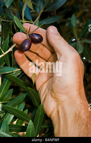 Hands picking fresh and ripe black olives during the harvest time in Umbria Italy Stock Photo