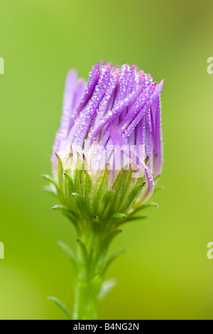 Purple Aster on green background wet with dew Stock Photo