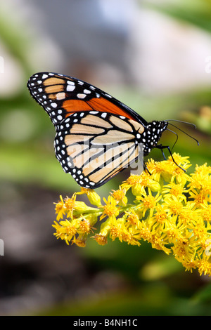 Monarch Butterfly with wings folded on Seaside Goldenrod Stock Photo