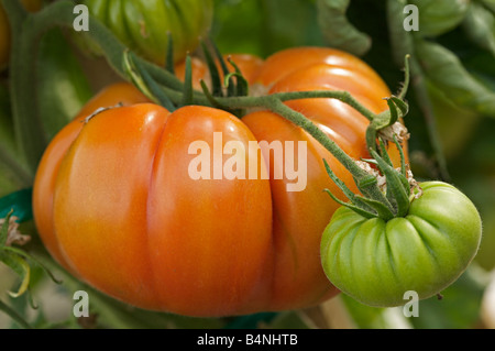 Close up view of ripe tomato with growing green tomatoe on vines Stock Photo