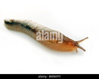 The mother of all slugs that I found eating off of a large tomato in my vegetable garden Stock Photo