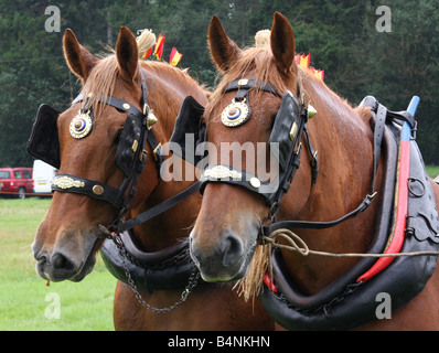 Pair of Suffolk Punches in plough harness Stock Photo