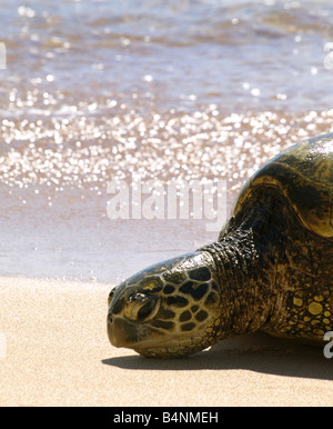 Green Sea Turtle Stock Photo