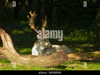 Fallow deer buck resting in sun in woodland Shropshire England UK United Kingdom GB Great Britain British Isles Europe EU Stock Photo