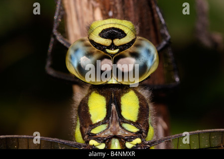 Southern hawker dragonfly Aeshna cyanea male showing large eyes meeting on top of the head UK Stock Photo