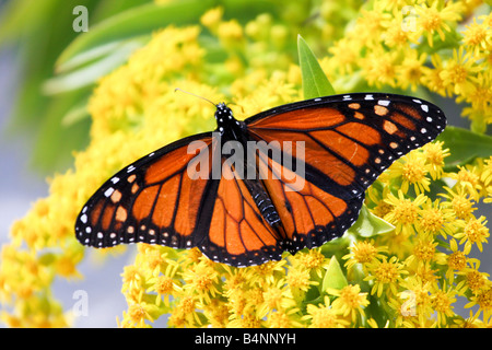 Monarch Butterfly on Seaside Goldenrod. Lavalette, NJ, USA Stock Photo