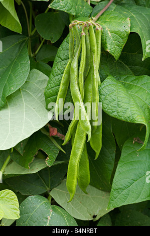 Runner Bean plant, Phaseolus Coccineus Stock Photo