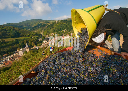 The harvester unloads its back-basket  full of bunch of grapes on the sorting table, near Beaujeu, Beaujolais, France Stock Photo