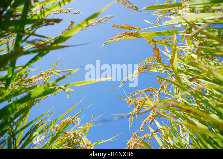 rice plants Stock Photo