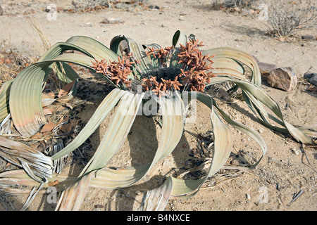 Welwitschia Mirabilis flower sample in PETRIFIED FOREST national monument Damaraland Namibia Stock Photo