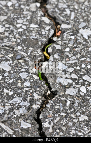 Crack in old asphalt pavement close up Stock Photo