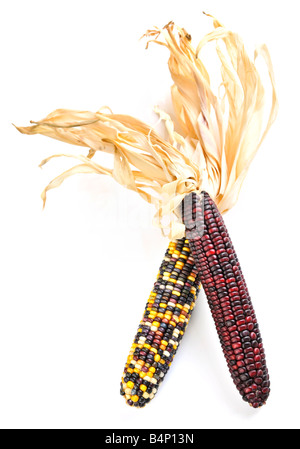 Two cobs of indian corn isolated on white background Stock Photo