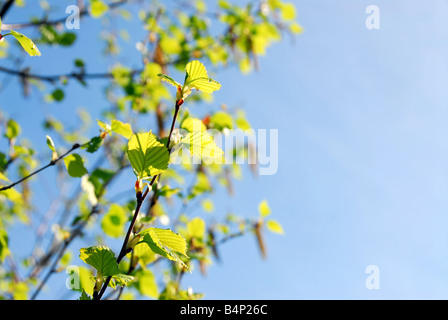 Background with spring birch branches and blue sky Stock Photo