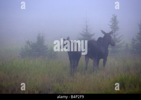 Moose Alces alces cow with its calf standing in a meadow in the early morning mist in Manitoba Canada Stock Photo