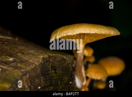 fungi growing on rotting tree-stump Stock Photo