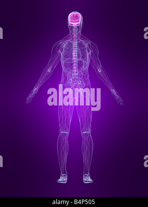 Human Body with Highlighted Organs and Nerves Anatomy Stock Photo - Alamy