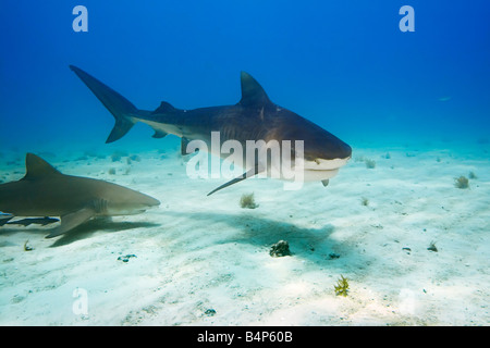 Tiger Shark Galeocerdo cuvier and Lemon Shark Negaprion brevirostris West End Grand Bahama Atlantic Ocean Stock Photo
