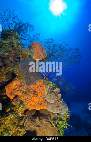orange elephant ear sponge, Agelas clathrodes, great star coral, Montastrea cavernosa, and other corals, coral reef, Bahamas Stock Photo