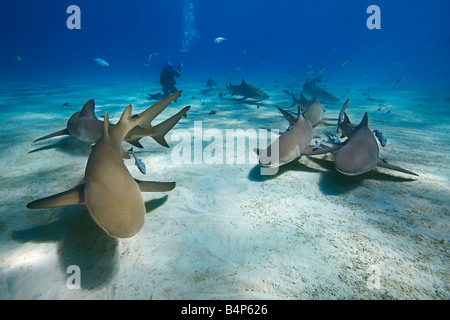 Lemon Sharks Negaprion brevirostris and scuba diver West End Grand Bahama Atlantic Ocean Stock Photo
