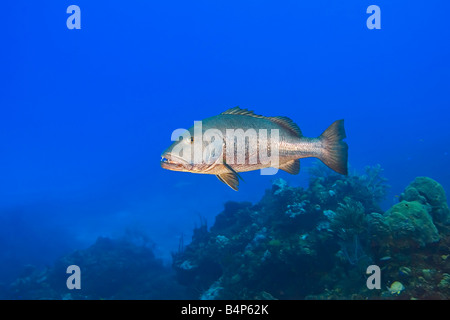 cubera snapper, Lutjanus cyanopterus, large adult, over 5 feet long ...