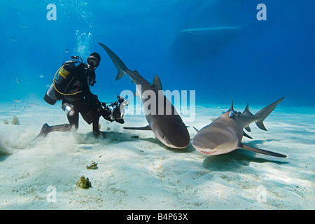 Tiger Shark Galeocerdo cuvier Lemon Sharks Negaprion brevirostris and scuba divers West End Grand Bahama Atlantic Ocean Stock Photo