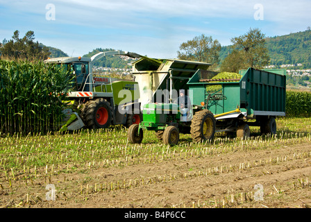 Corn combine harvester cutting cattle feed at Fraser Valley farm in sumas Prairie with tractor and wagon Stock Photo