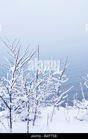 winter landscape tree covered with fresh snow in sunset Stock Photo - Alamy
