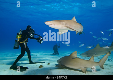 lemon sharks, Negaprion brevirostris, and scuba divers, baiting the water with fish scraps, West End, Grand Bahama, Atlantic Stock Photo