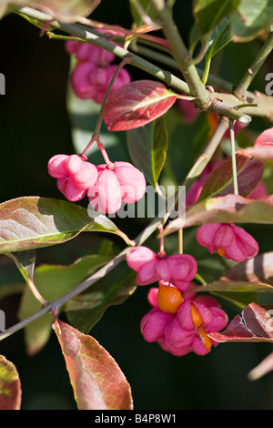 Spindle tree (Euonymus europaea) fruits in Autumn Stock Photo