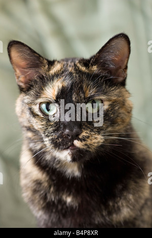 Adult female brindle tortoiseshell cat sitting seen in the Cotswold ...