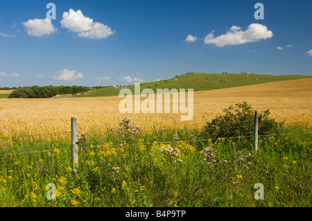 A field of ripe wheat with cows grazing on a hillside near Holland, Manitoba, Canada Stock Photo