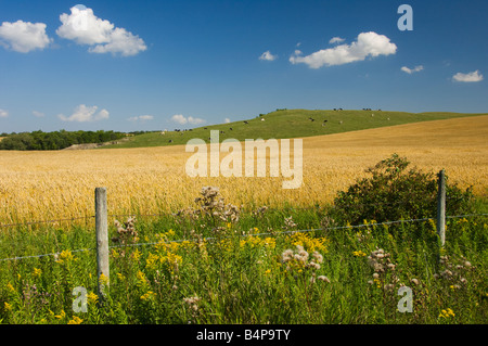 A field of ripe wheat with cows grazing on a hillside near Holland Manitoba Canada Stock Photo