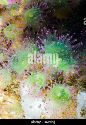 These green and pink Jewel Anemonies found on a reef off the Portugese Algarve represent only one of their many different colors Stock Photo