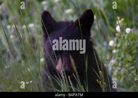 Black Bear cub Ursus americanus exploring and hunting for food in tall grasses and wildflowers in Yellowstone park in July Stock Photo