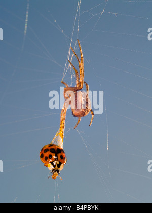 Common garden spider, Araneus diadematus. Dragging off a live Harlequin ladybird, Harmonia axyridis with a squirt of sticky web. Stock Photo