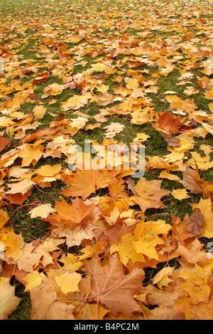 A field of yellow fallen leaves on green grass. Stock Photo