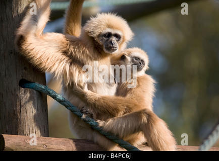 White Handed Gibbons Stock Photo