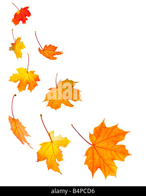 Yellow maple leaves isolated on white Stock Photo - Alamy