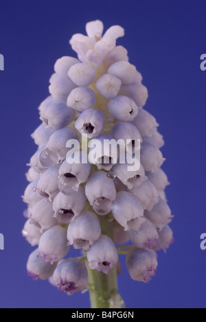 Muscari aucheri 'Ocean Magic' (Grape hyacinth) Stock Photo