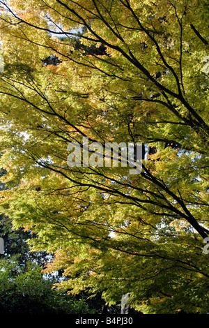 ACER PALMATUM SANGO KAKU AGM SYN ACER PALMATUM SENKAKI Stock Photo