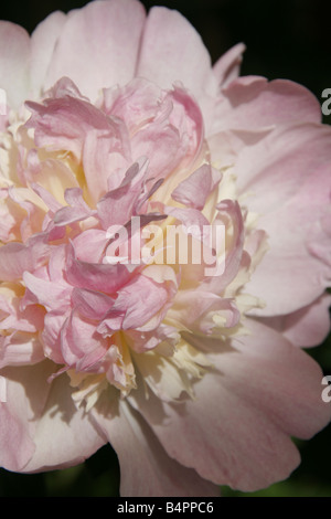 detail of pink peonia type flower plant in garden Stock Photo