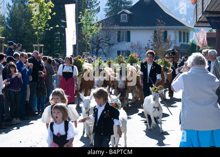 Swiss children and adults dressed in traditional folk costumes lead their cows and goats in the annual Alpenfest parade. Stock Photo