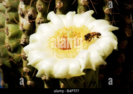 A honeybee collects pollen on a springtime saguaro cacti blossom in the Sonoran Desert in Arizona Stock Photo