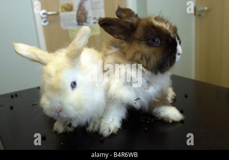 Two angora rabbits Stock Photo - Alamy