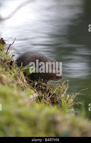 Water Vole Arvicola terrestris single adult sitting on river bank Taken February Sussex UK Stock Photo