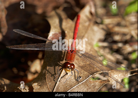 A ruby meadowhawk dragonfly sits on fallen autumn leaves in October the last dragonfly of the season Stock Photo