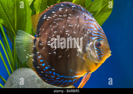 pompadour diskus red brown female male SANTAREM DISCUS fish Cichlid with spawn nest eggs mothering hatch hatching breed breeding Stock Photo