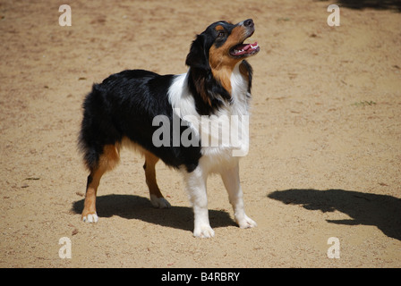 Daphne is an AKC registered purebred Australian Shepherd puppy 8 months old black tri color Stock Photo